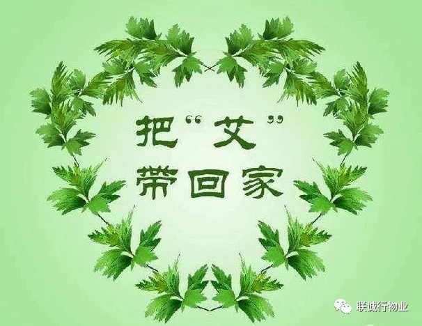 株株“愛意”（艾葉）草”，綿綿情意長